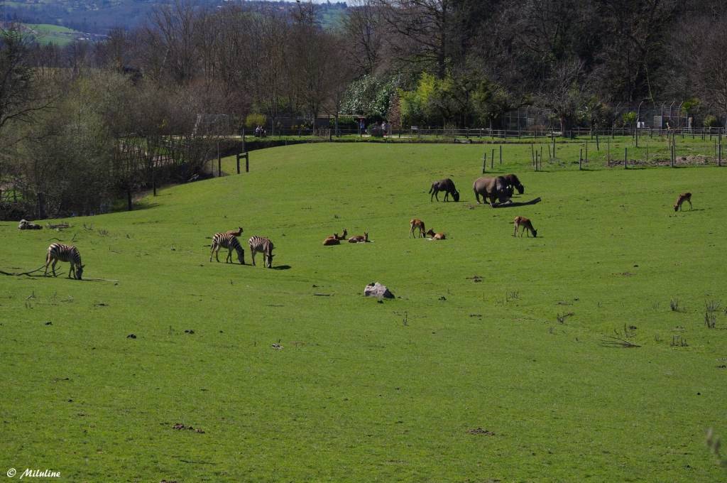 © Parc Zoo du Reynou