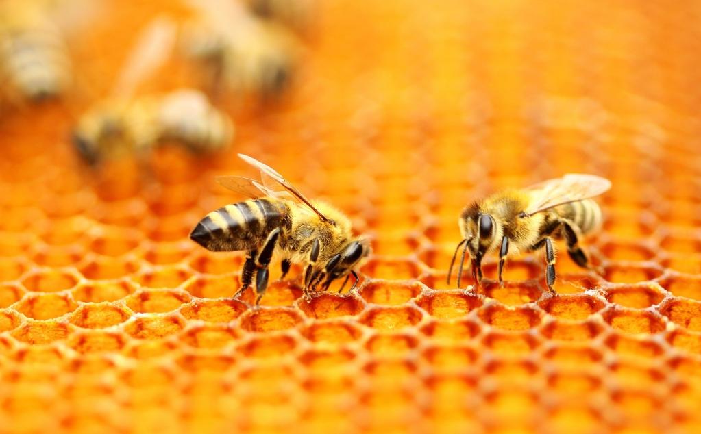 © Icko Apiculture