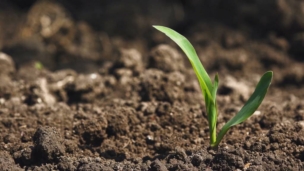 Biotech Agriculture