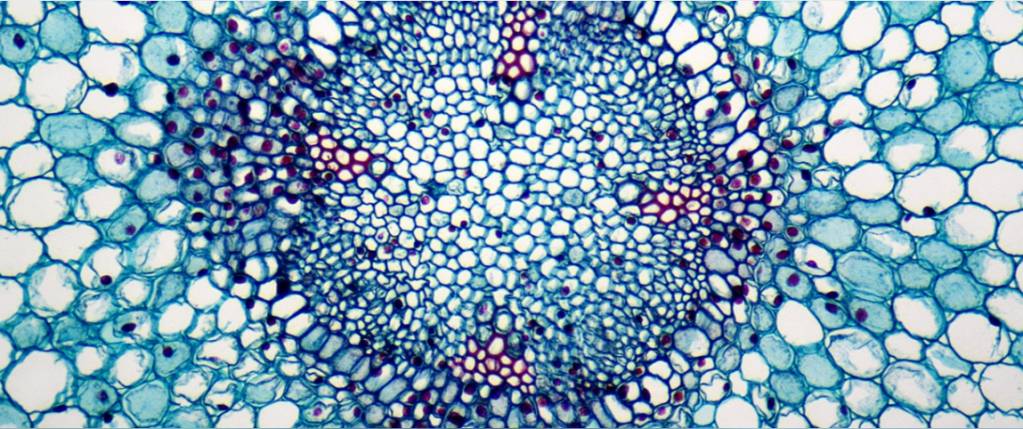 © Scipio Bioscience