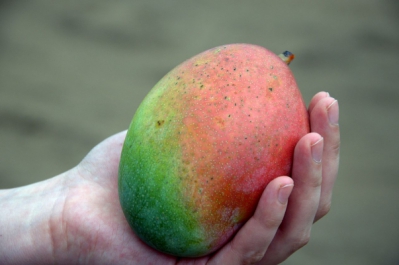 Mangue du Togo - &copy;Zayneb Dhahbi