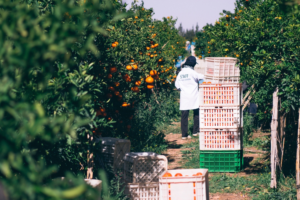 &copy; Atlas Fruits Company