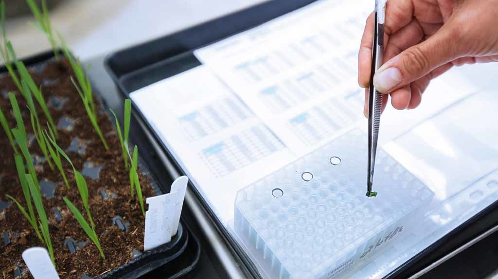 &copy; Syngenta