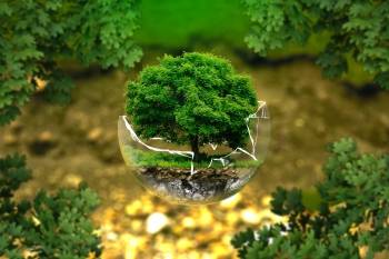 Environnement arbre