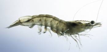 © Lisaqua