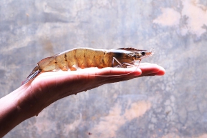 Gambas Agriloops - ©Agriloops