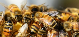 Icko Abeilles