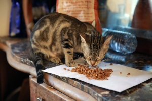 Neovia, expert de la nutrition animale - ©pxhere.com